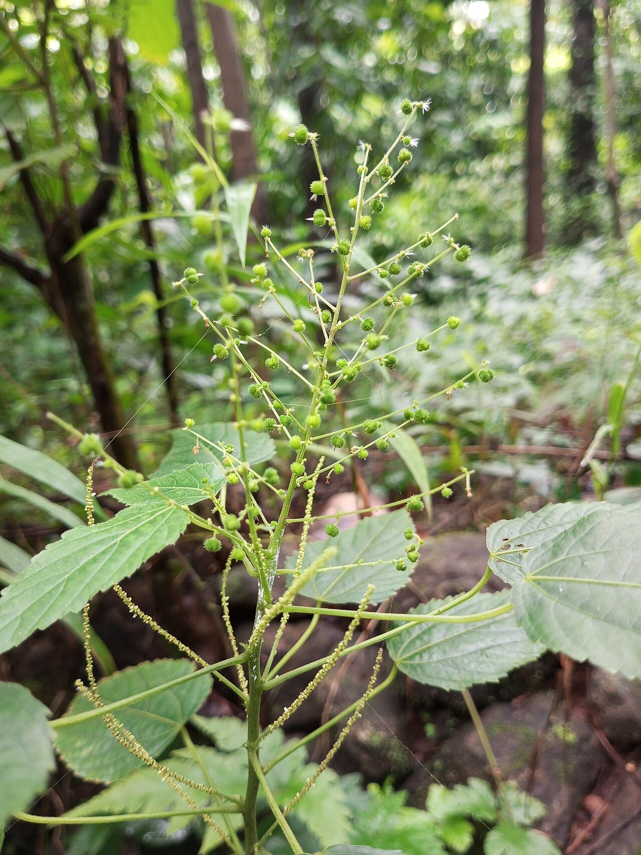 Acalypha paniculata: Nativeplants botanical garden, Pulikurumba
