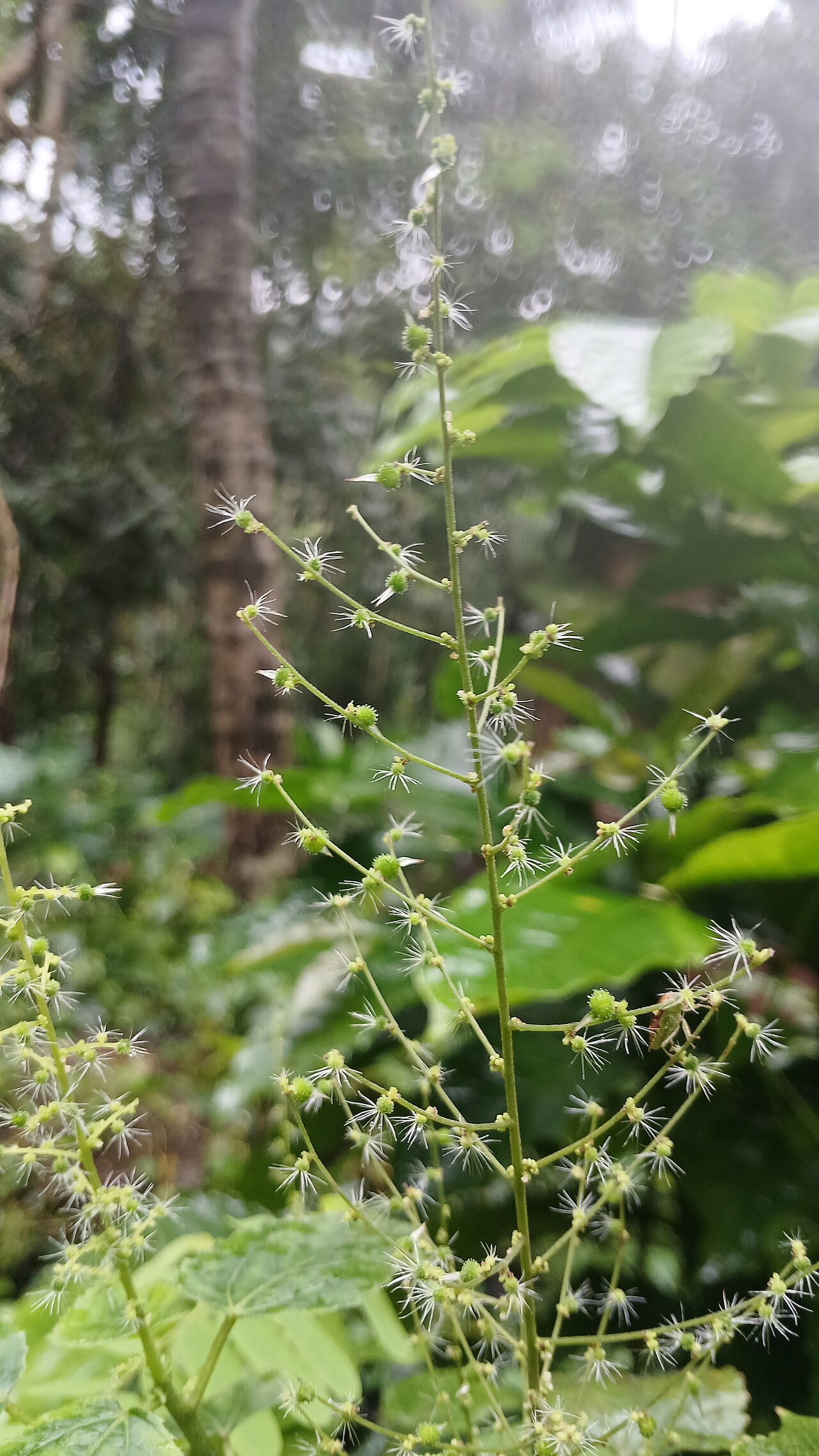 Acalypha paniculata: Prapoyil, Cherupuzha