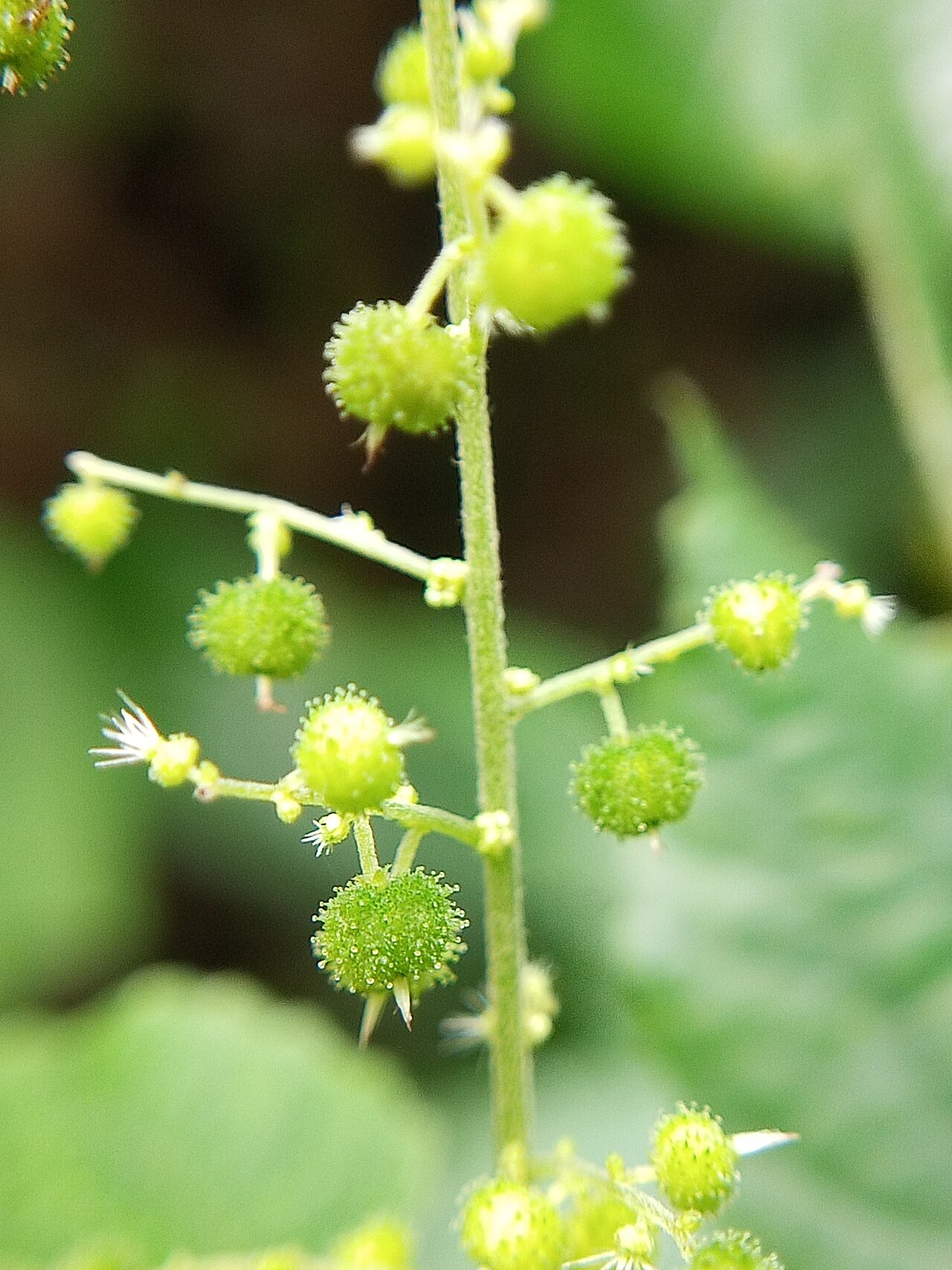 Acalypha paniculata: Nativeplants botanical garden, Pulikurumba