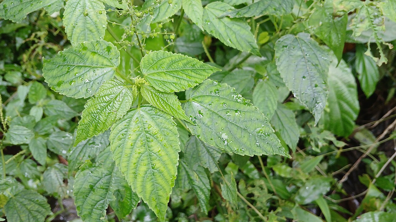 Acalypha paniculata: Prapoyil, Cherupuzha