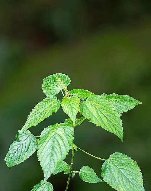 Acalypha paniculata: Acalypha paniculata