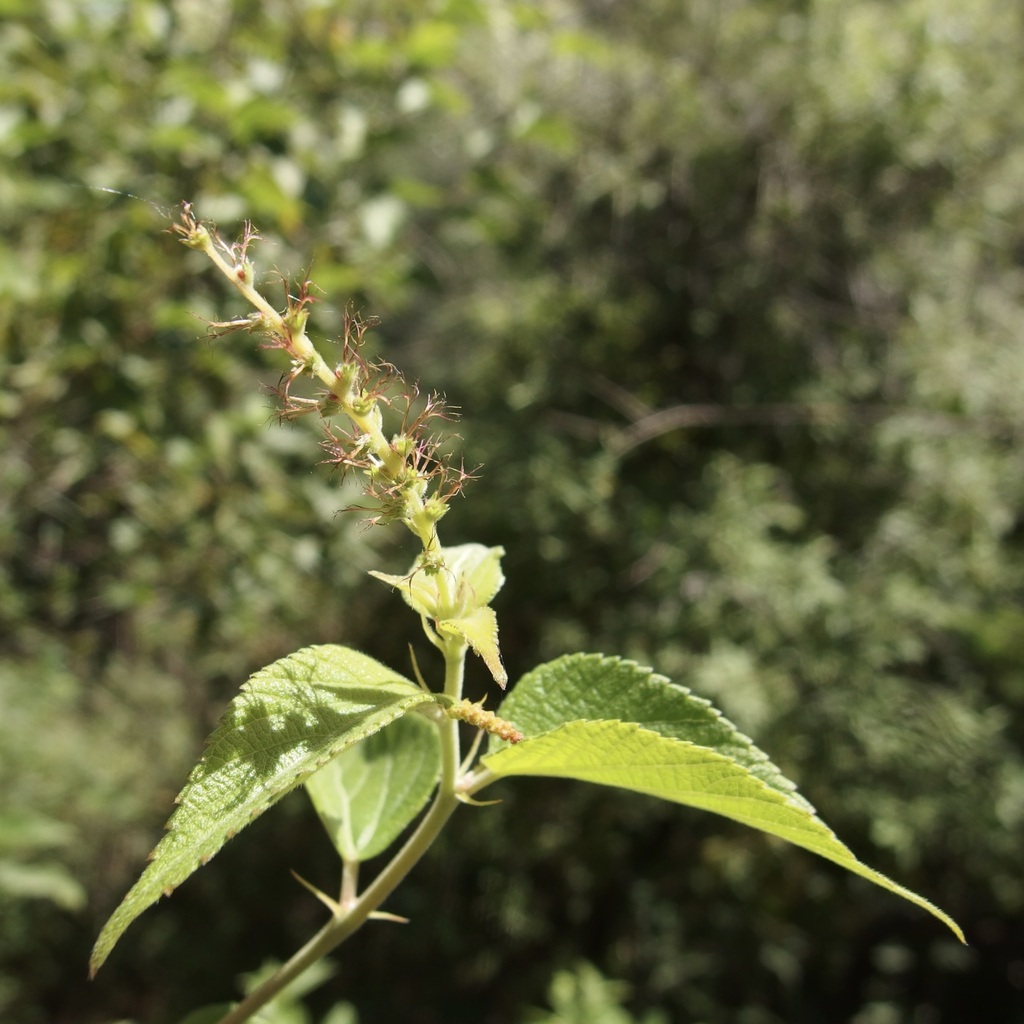 Acalypha papillosa (Acalypha papillosa)