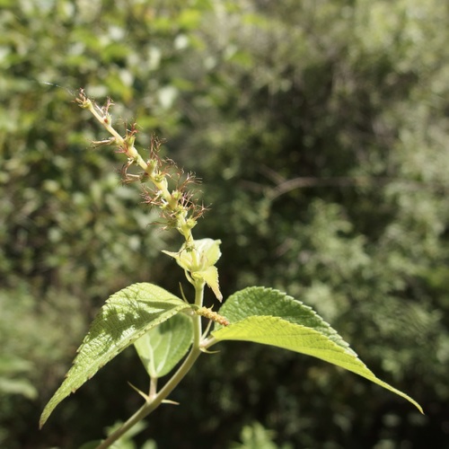 Acalypha papillosa (Acalypha papillosa)