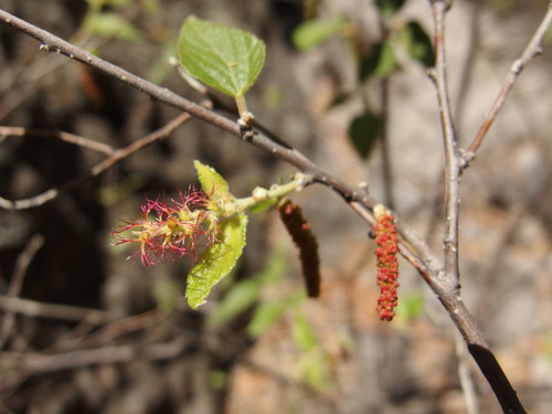Acalypha papillosa (Acalypha papillosa)