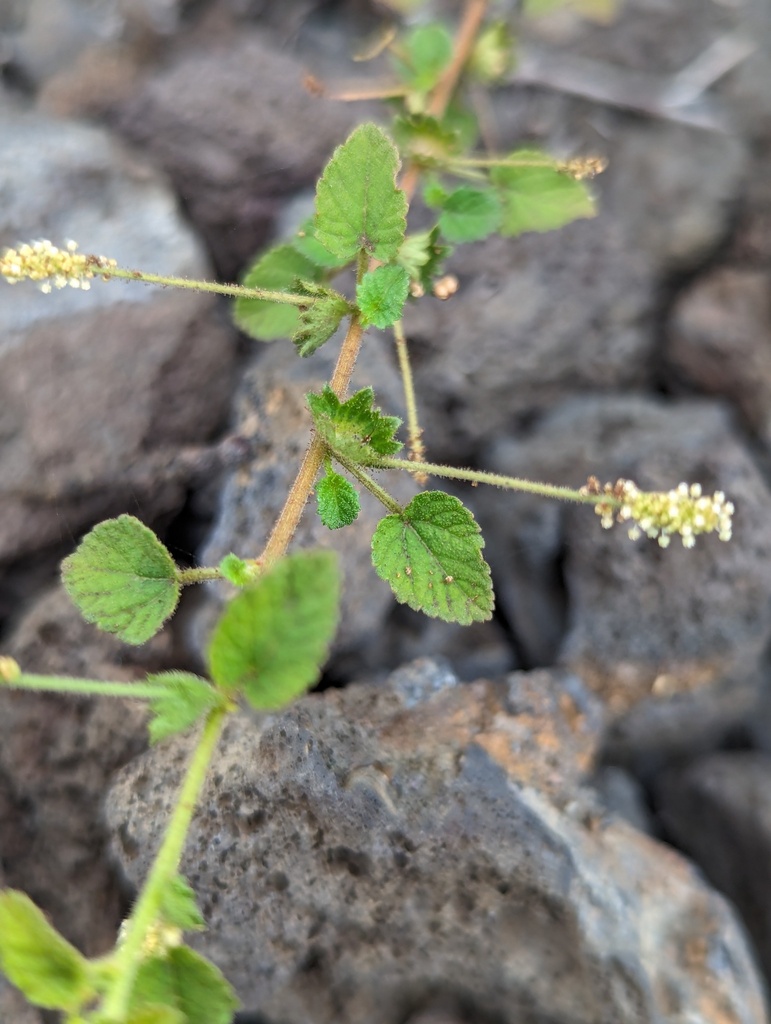Acalypha parvula (Acalypha parvula)