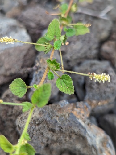 Acalypha parvula (Acalypha parvula)