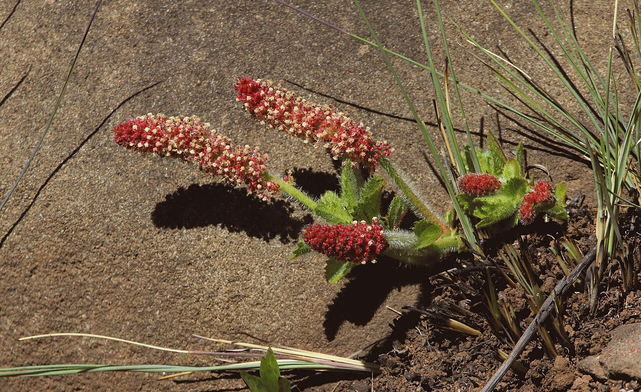 Acalypha peduncularis: Acalypha peduncularis ; in rocky grassland at Mount Gilboa, KwaZulu-Natal, South Africa.
