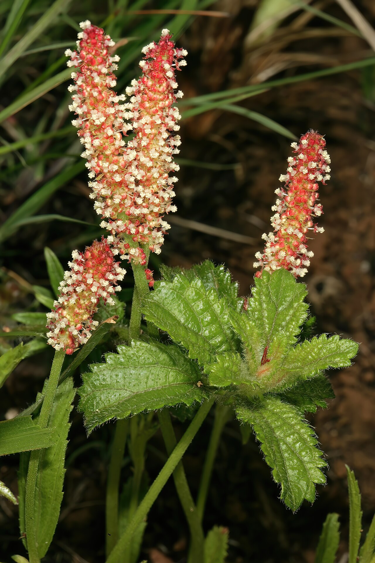 Acalypha peduncularis: Acalypha peduncularis , male inflorescences; in recently burned grassland, Umtamvuna Nature Reserve, Port Edward, KwaZulu-Natal, South Africa