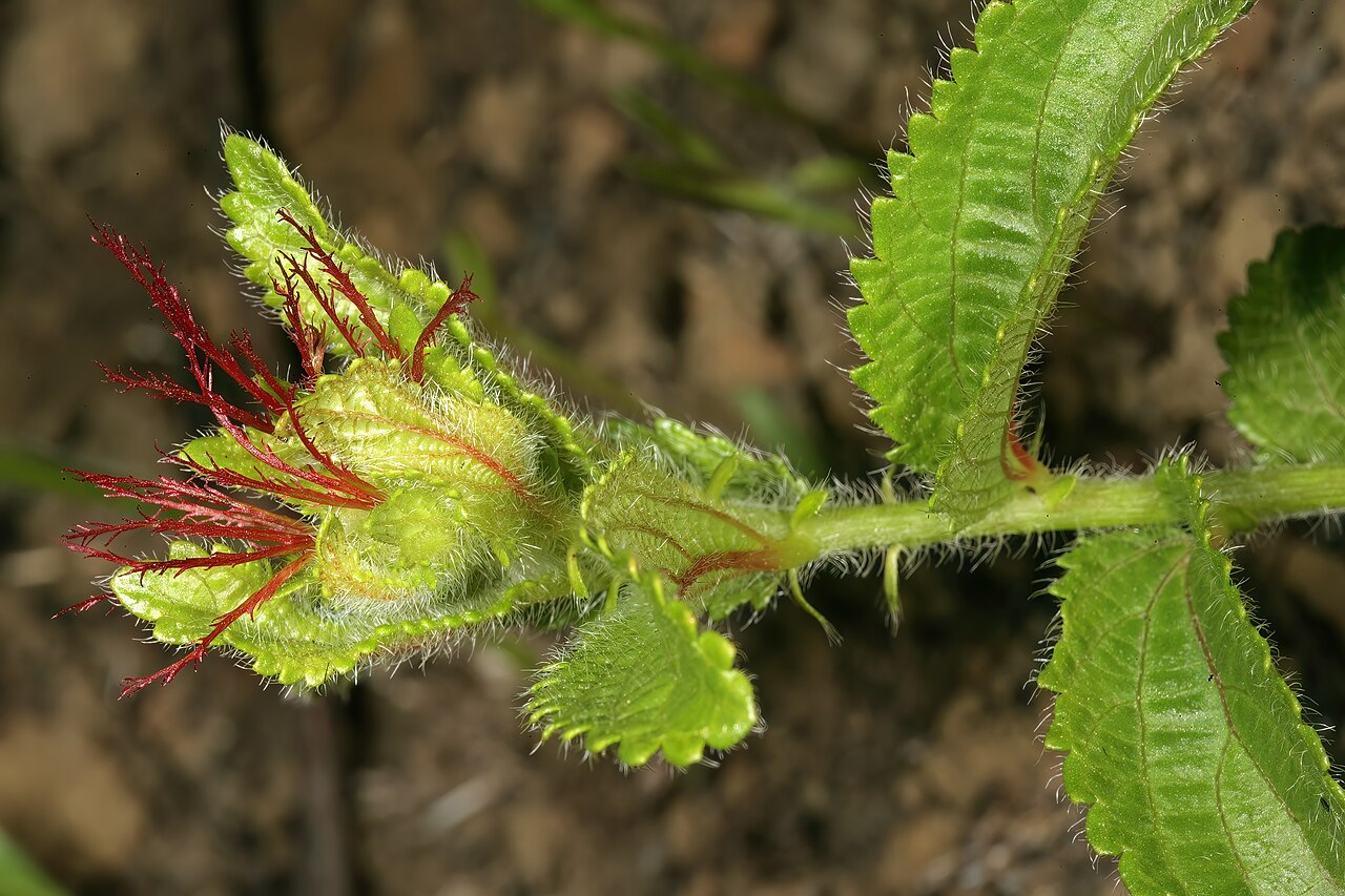 Acalypha peduncularis: Acalypha peduncularis , female inflorescence; in recently burned grassland, Umtamvuna Nature Reserve, Port Edward, KwaZulu-Natal, South Africa