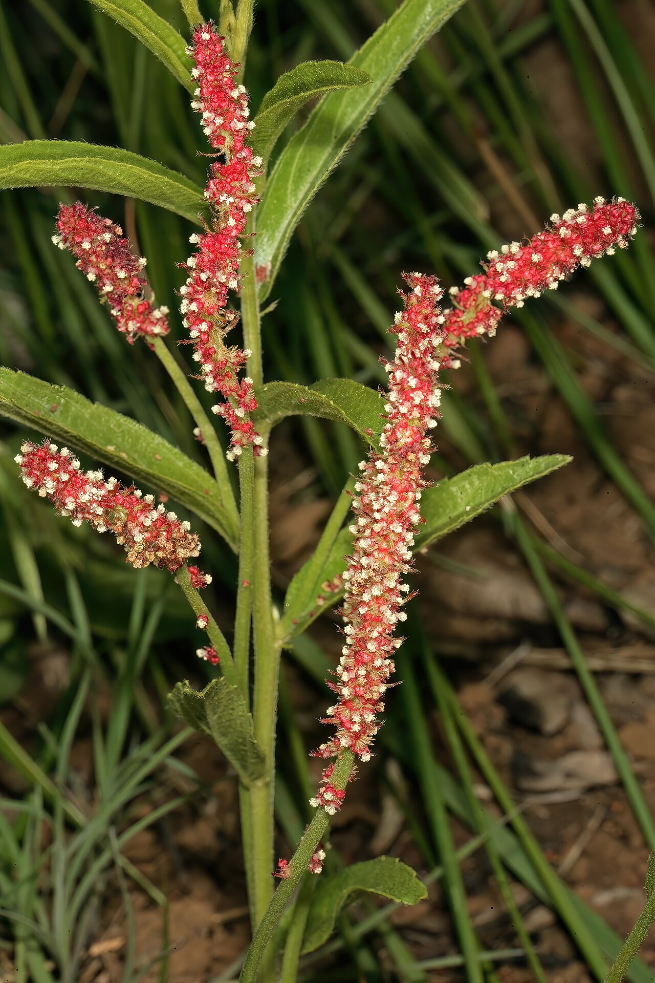 Acalypha peduncularis: Acalypha peduncularis , male inflorescences; recently burned grassland, Umtamvuna Nature Reserve, Port Edward, KwaZulu-Natal, South Africa