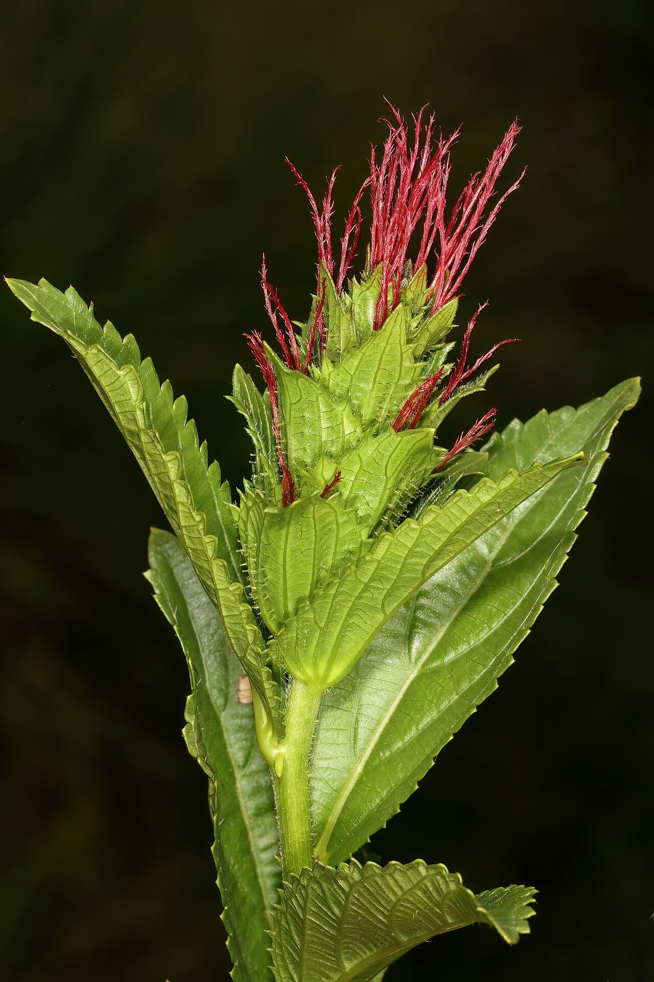 Acalypha peduncularis: Acalypha peduncularis , female inflorescence; recently burned grassland, vicinity of Nottingham Road, KwaZulu-Natal, South Africa