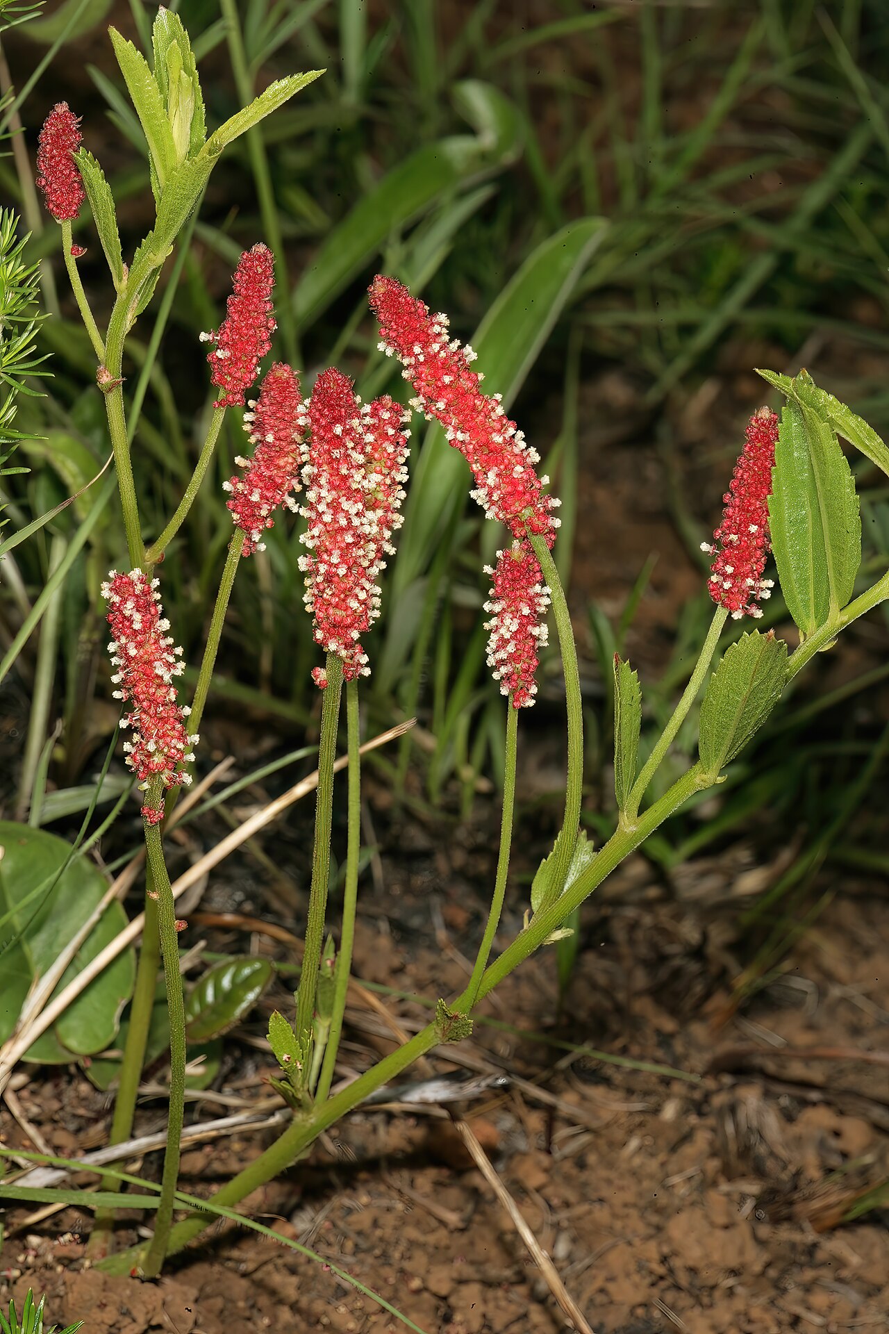 Acalypha peduncularis: Acalypha peduncularis , male inflorescences; recently burned grassland, Umtamvuna Nature Reserve, Port Edward, KwaZulu-Natal, South Africa
