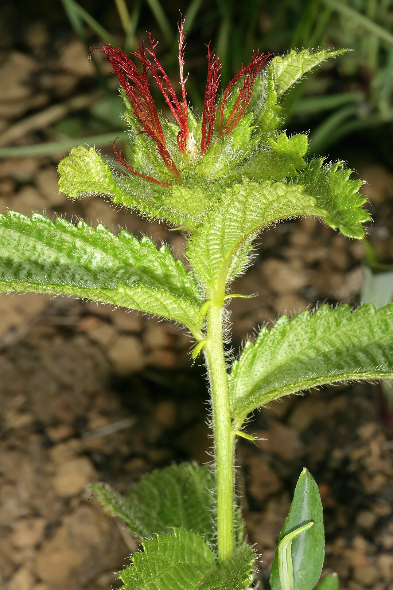 Acalypha peduncularis: Acalypha peduncularis , female inflorescence; in recently burned grassland, Umtamvuna Nature Reserve, Port Edward, KwaZulu-Natal, South Africa
