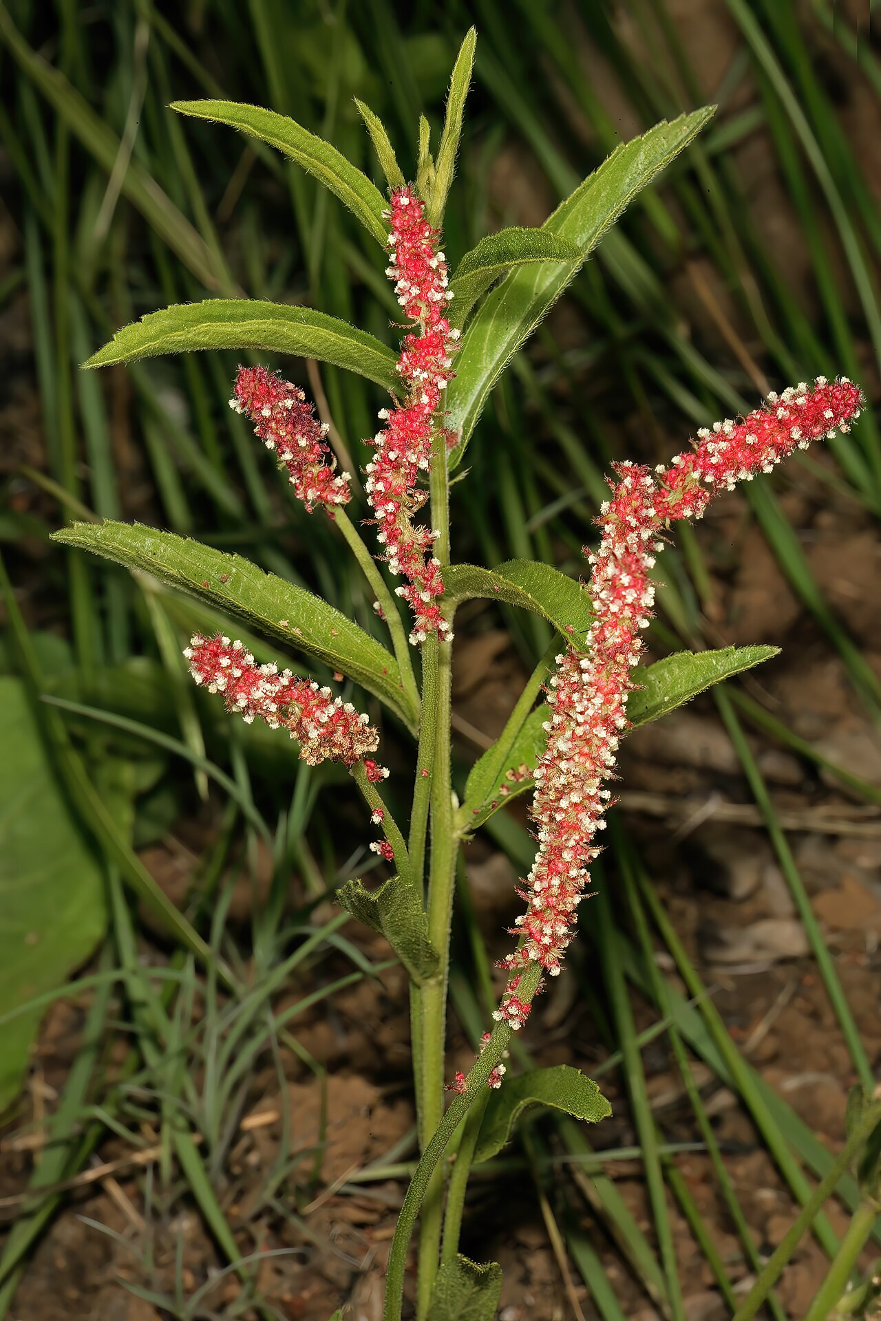 Acalypha peduncularis: Acalypha peduncularis , male inflorescences; recently burned grassland, Umtamvuna Nature Reserve, Port Edward, KwaZulu-Natal, South Africa