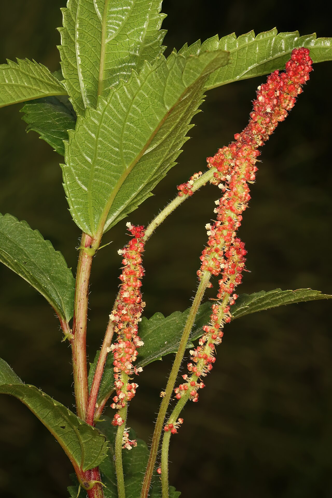 Acalypha peduncularis: Acalypha peduncularis , male inflorescences; recently burned grassland, vicinity of Nottingham Road, KwaZulu-Natal, South Africa