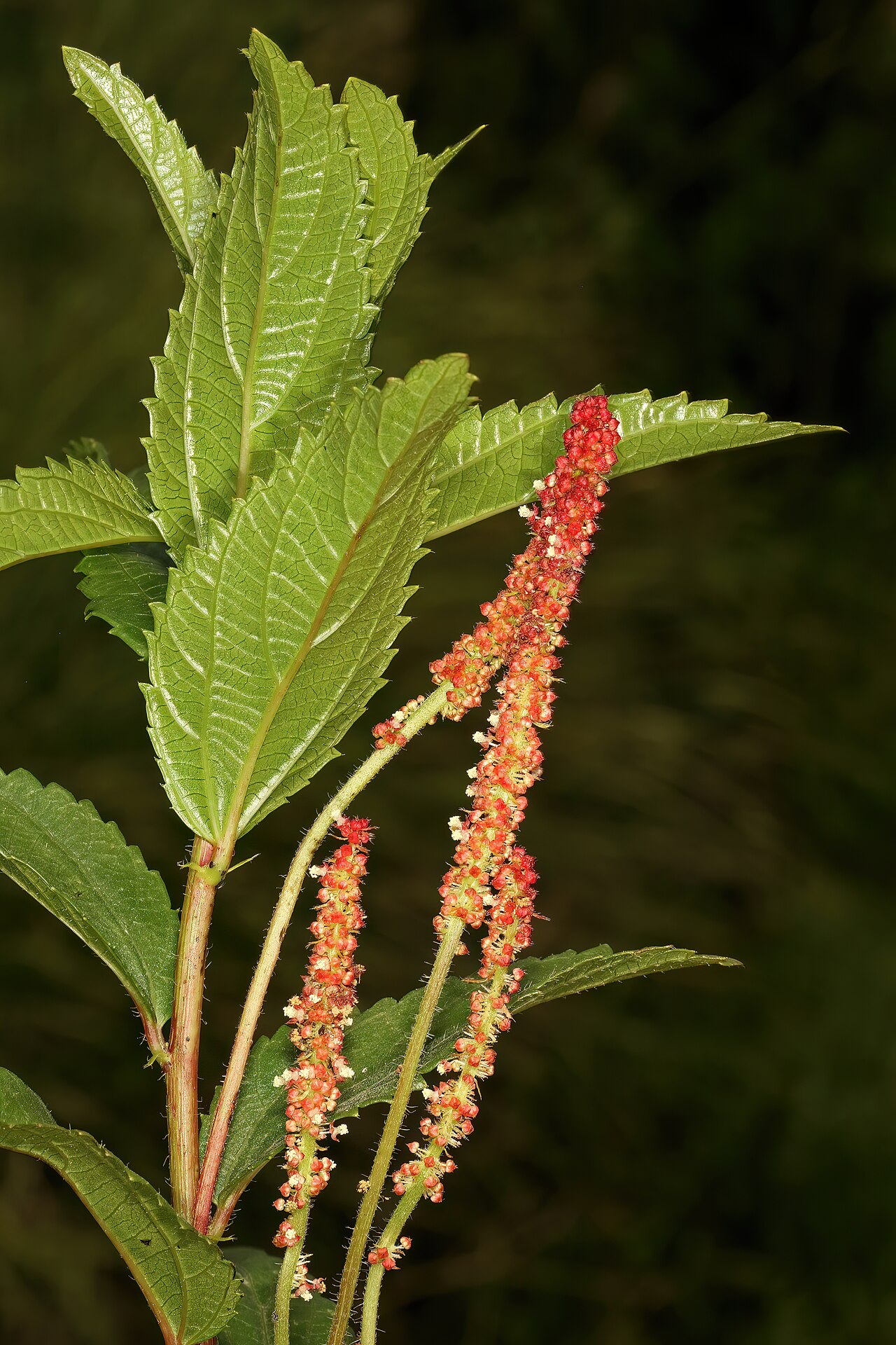 Acalypha peduncularis: Acalypha peduncularis , male inflorescences; recently burned grassland, vicinity of Nottingham Road, KwaZulu-Natal, South Africa
