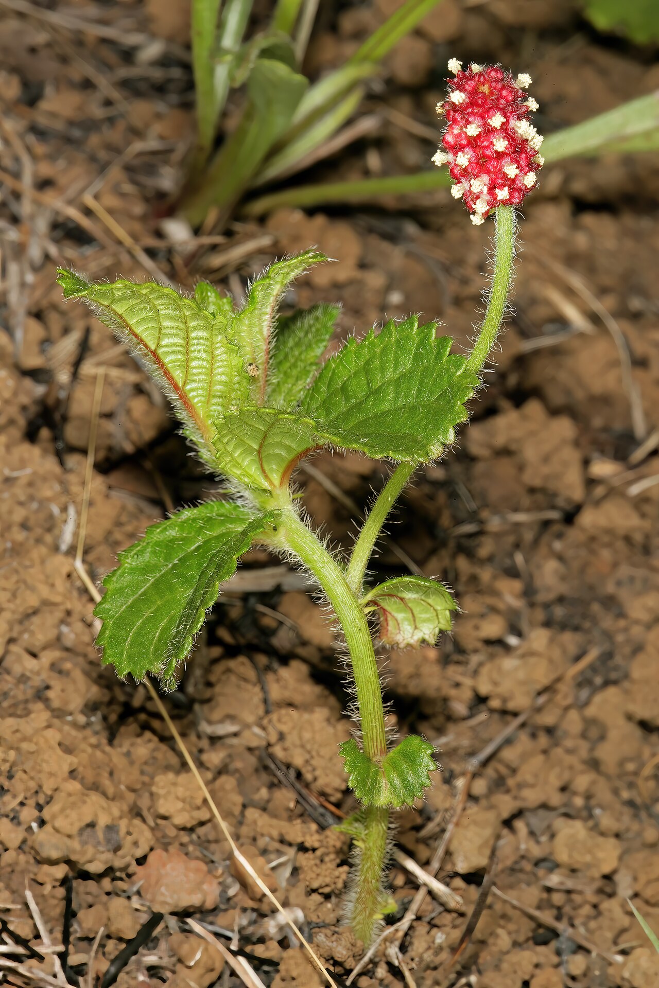 Acalypha peduncularis: Acalypha peduncularis , male inflorescence; in recently burned grassland, Umtamvuna Nature Reserve, Port Edward, KwaZulu-Natal, South Africa
