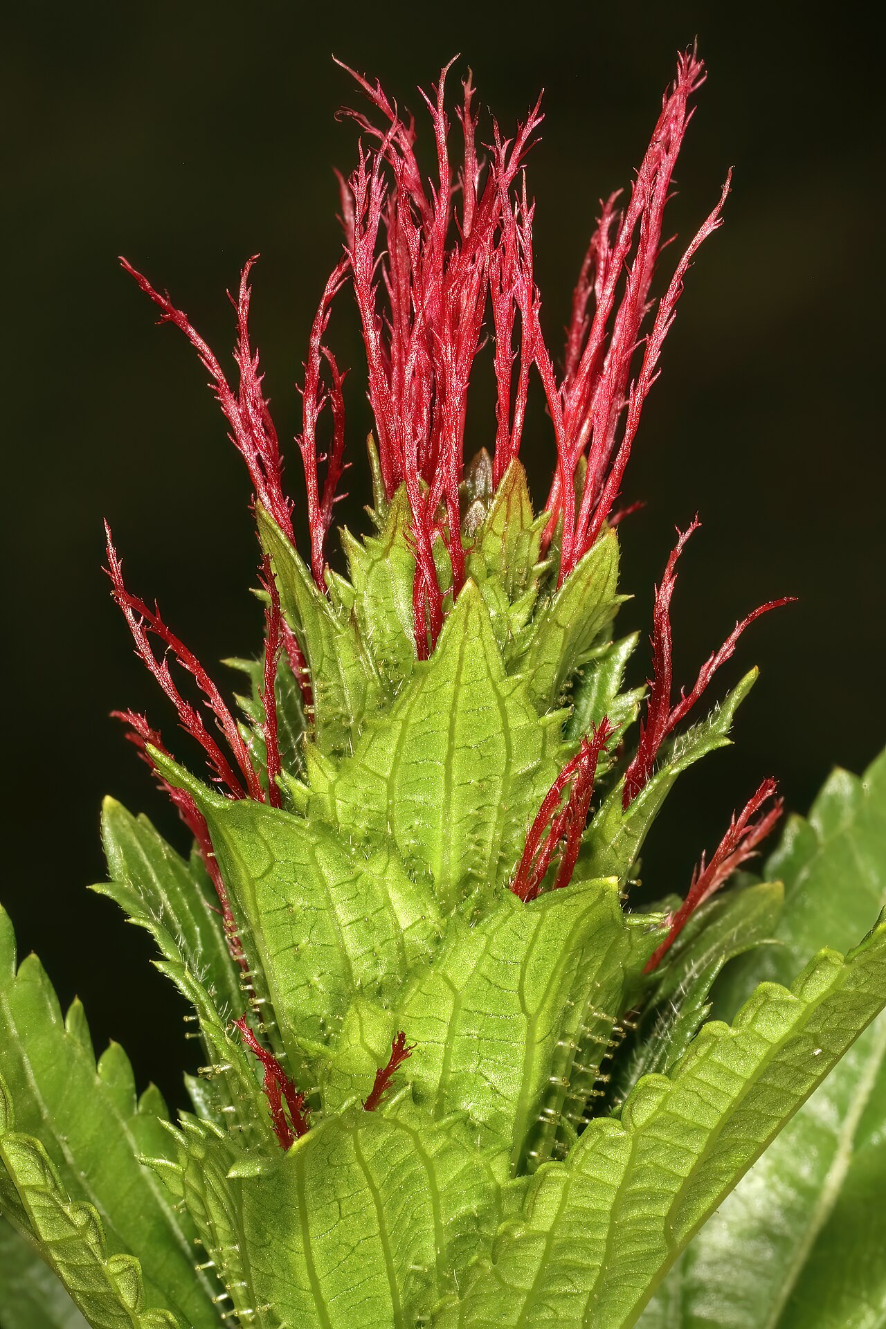 Acalypha peduncularis: Acalypha peduncularis , female inflorescence; recently burned grassland, vicinity of Nottingham Road, KwaZulu-Natal, South Africa
