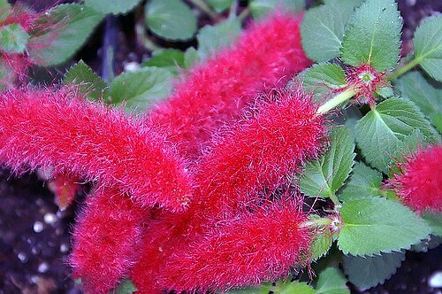 Acalypha pendula: Location taken: American Plant Food Company, 7405 River Road, Bethesda MD.. Names: Acalypha pendula 'Firetail' Classification: Plantae > Tracheophyta > Spermato