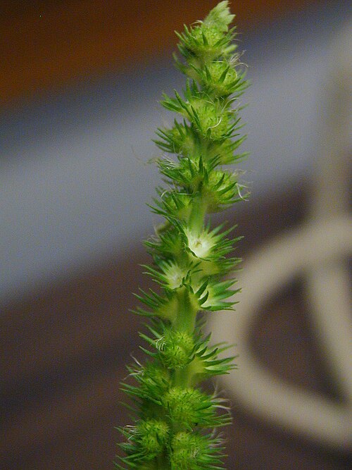 Rough-podded copperleaf: Acalypha ostryifolia, female inflorescence