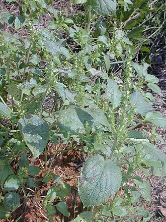 Rough-podded copperleaf: Acalypha ostryifolia, grown plants with inflorescences