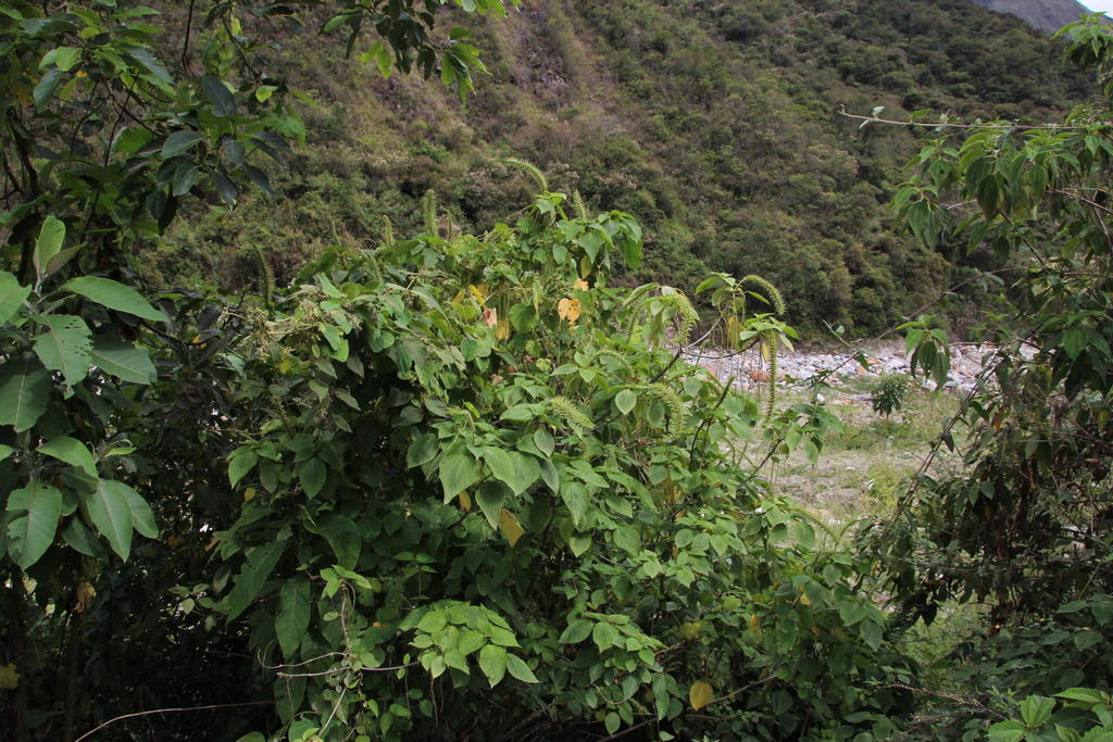 Acalypha peruviana (Acalypha peruviana)