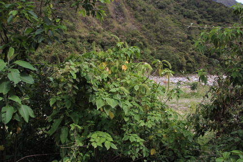 Acalypha peruviana (Acalypha peruviana)