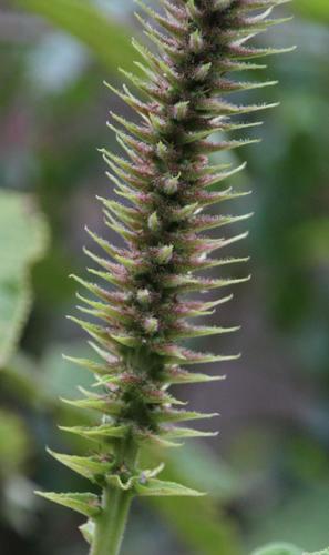 Acalypha peruviana (Acalypha peruviana)