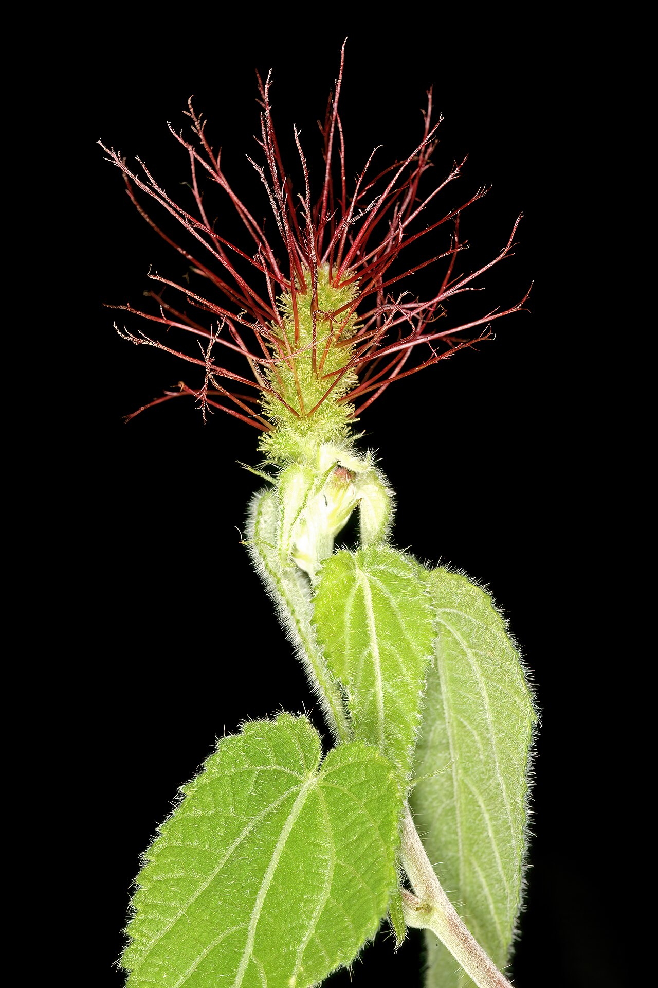 Acalypha petiolaris: Acalypha petiolaris , female inflorescence; bobbejaansberg Nature Reserve, Cullinan, Gauteng, South Africa