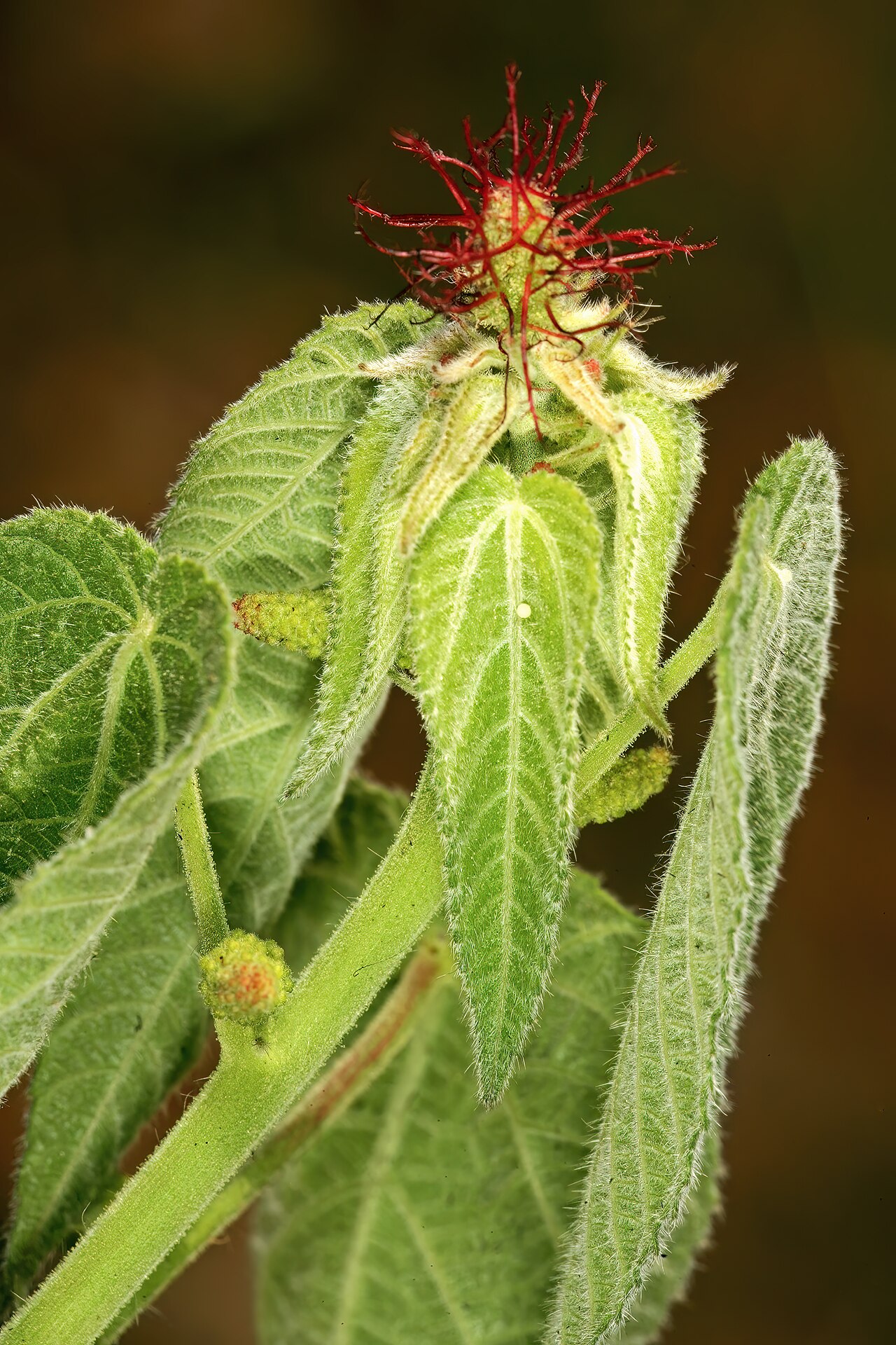 Acalypha petiolaris: Acalypha petiolaris , female and male inflorsecences; rocky outcrop in grassland on dolomite, Doornkloof, Irene, Gauteng, South Africa
