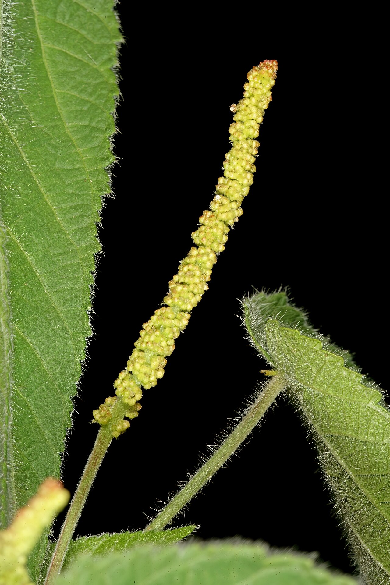 Acalypha petiolaris: Acalypha petiolaris , male inflorescence (flowers in bud); bobbejaansberg Nature Reserve, Cullinan, Gauteng, South Africa