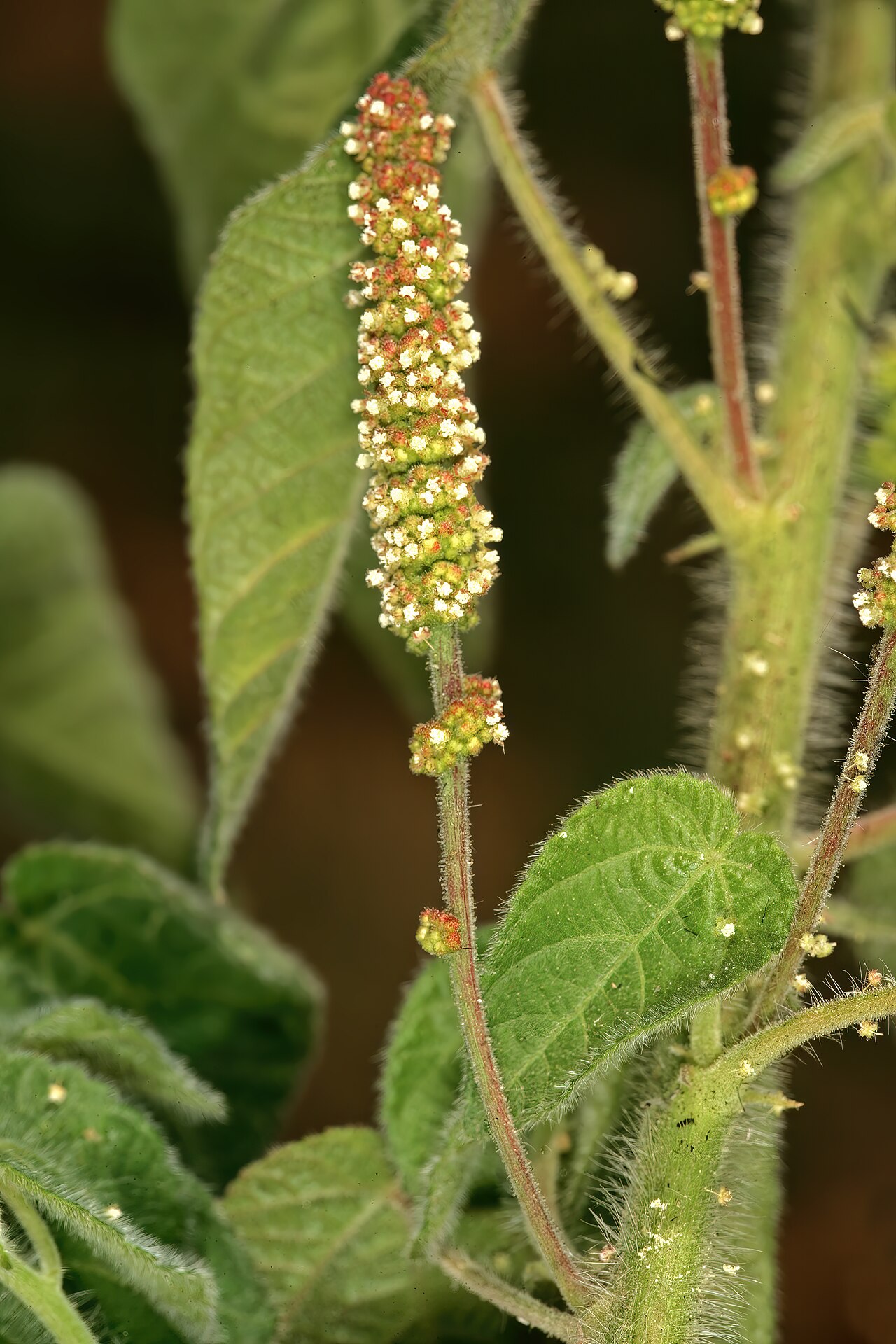 Acalypha petiolaris: Acalypha petiolaris , male inflorsecences; rocky outcrop in grassland on dolomite, Doornkloof, Irene, Gauteng, South Africa