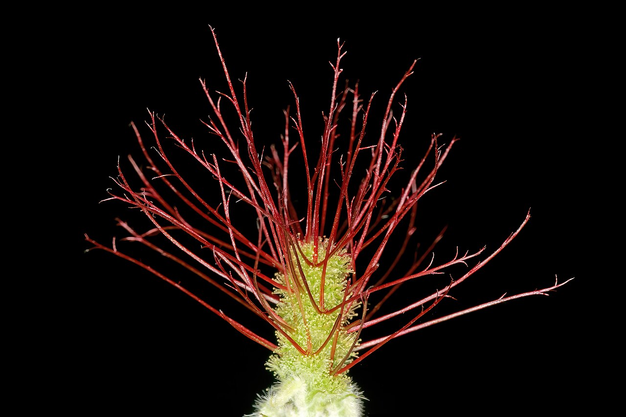 Acalypha petiolaris: Acalypha petiolaris , female inflorescence; bobbejaansberg Nature Reserve, Cullinan, Gauteng, South Africa