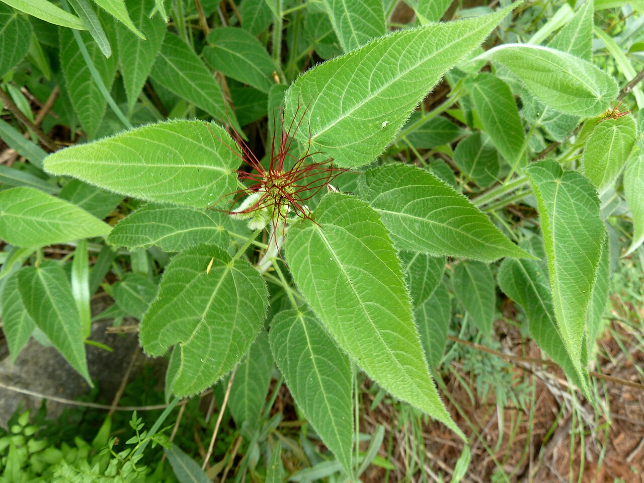 Acalypha petiolaris: Acalypha brachiata at Skeerpoort on the southern slope of the Magaliesberg, South Africa