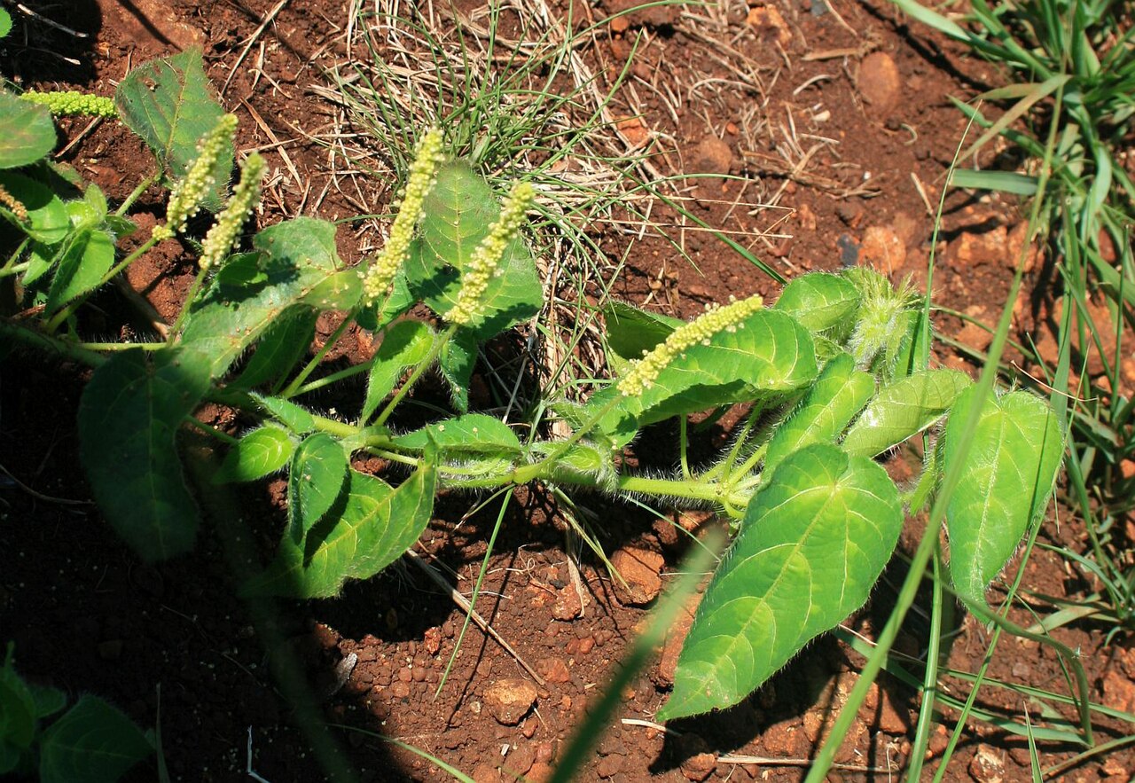 Acalypha petiolaris: Acalypha villicaulis , Wolfsmilchgewächse (Euphorbiaceae) – Südafrika/South Africa: KwaZulu-Natal, Nomcondo, ca. 12 km WSW Hluhluwe, ca. 285 m