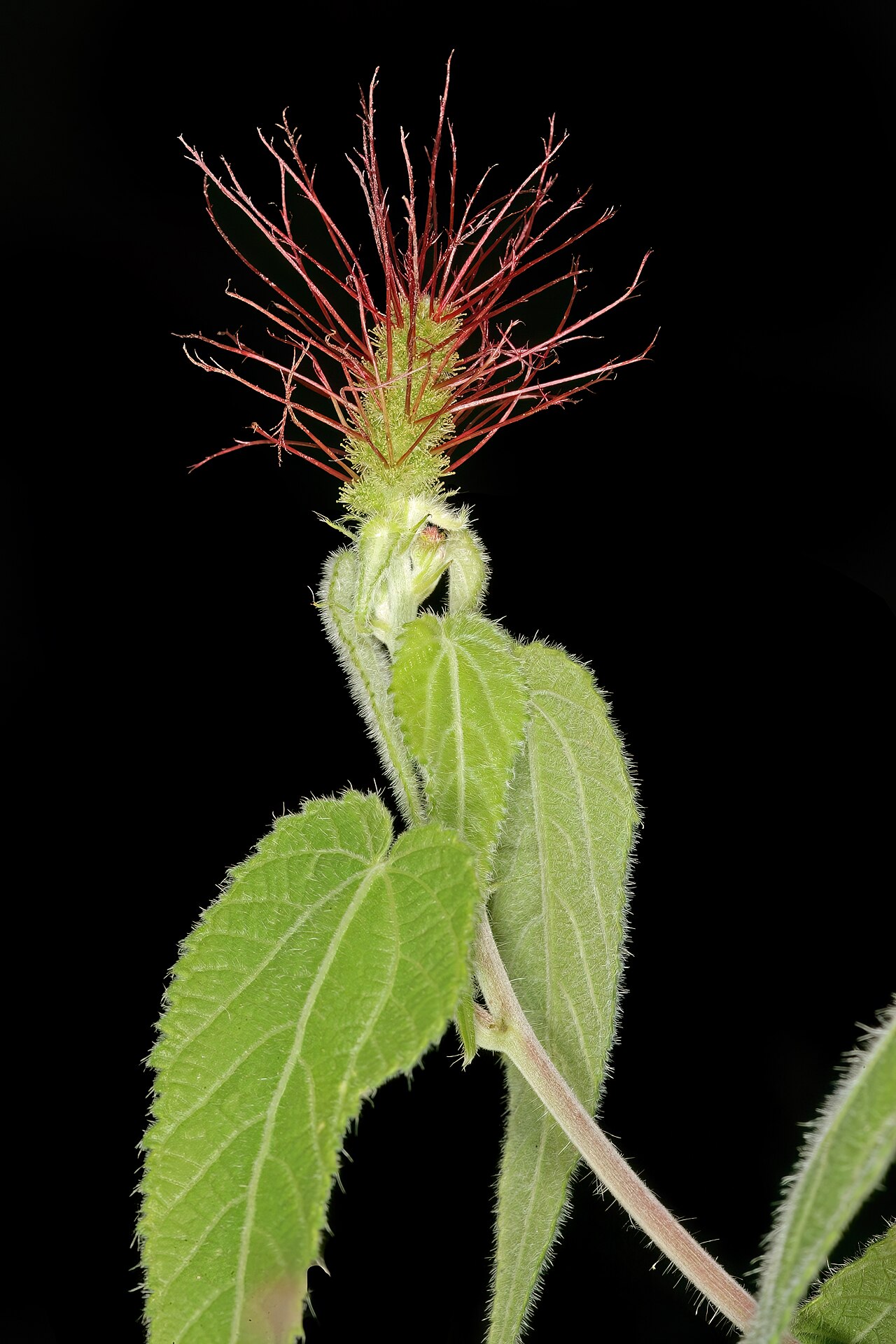 Acalypha petiolaris: Acalypha petiolaris , female inflorescence; bobbejaansberg Nature Reserve, Cullinan, Gauteng, South Africa