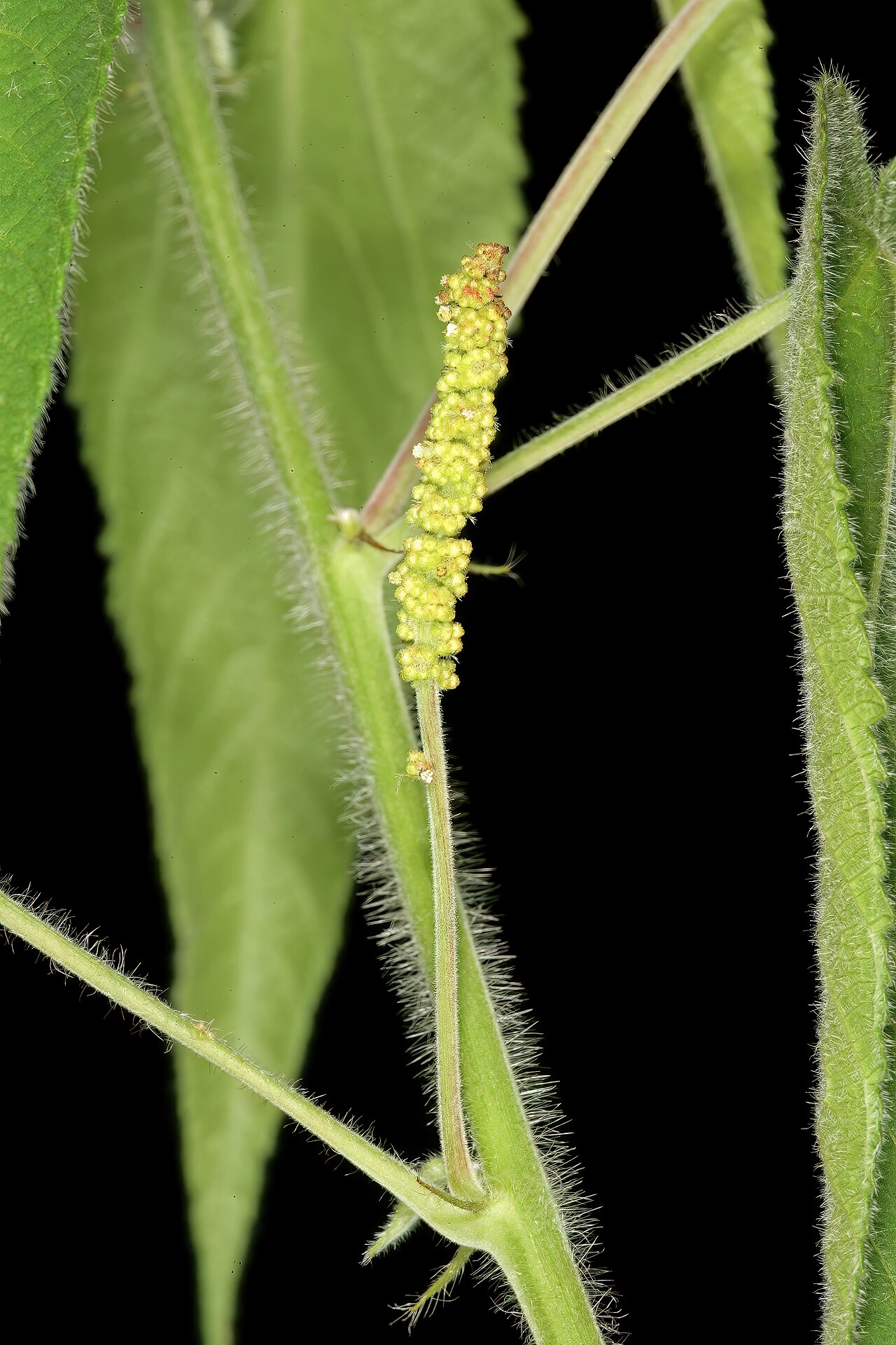 Acalypha petiolaris: Acalypha petiolaris , male inflorescence (flowers in bud); bobbejaansberg Nature Reserve, Cullinan, Gauteng, South Africa