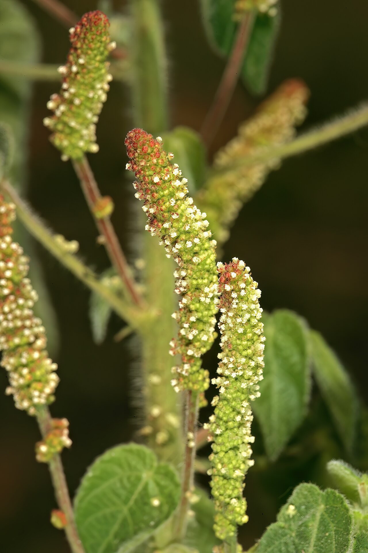 Acalypha petiolaris: Acalypha petiolaris , male inflorsecences; rocky outcrop in grassland on dolomite, Doornkloof, Irene, Gauteng, South Africa