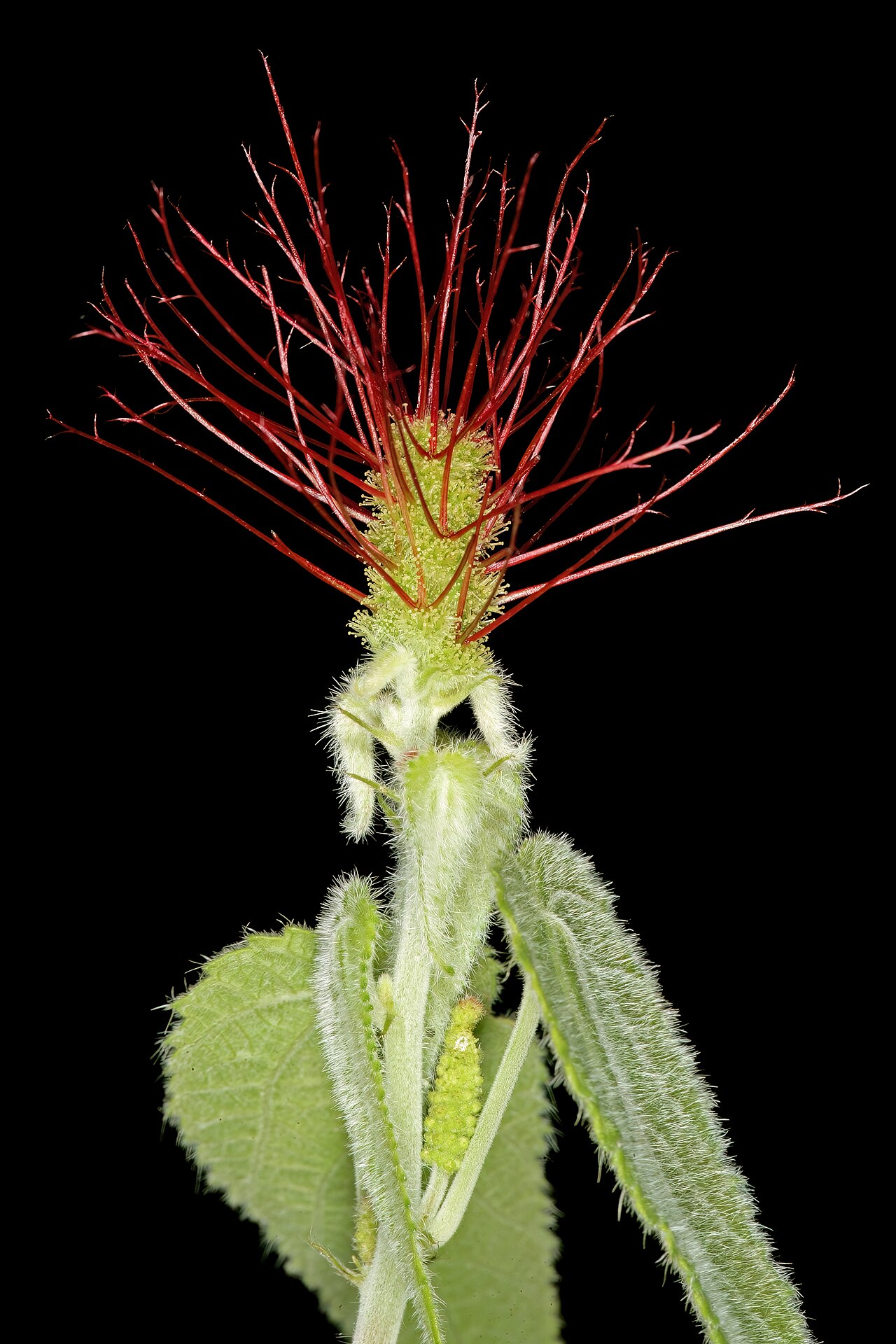 Acalypha petiolaris: Acalypha petiolaris , female and young male inflorescences; bobbejaansberg Nature Reserve, Cullinan, Gauteng, South Africa