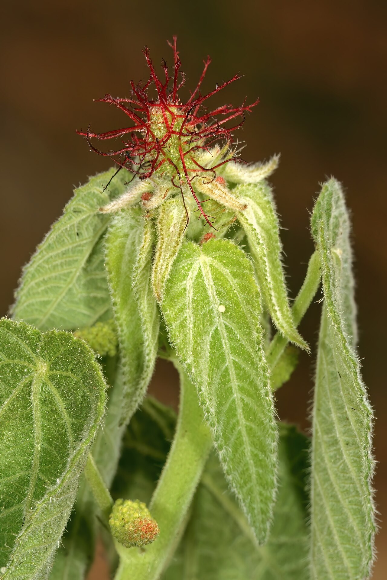 Acalypha petiolaris: Acalypha petiolaris , female and male inflorsecences; rocky outcrop in grassland on dolomite, Doornkloof, Irene, Gauteng, South Africa
