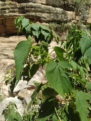 Acalypha plicata (Acalypha plicata)
