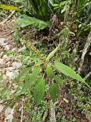 Puerto Rico copperleaf (Acalypha portoricensis)