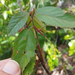 Puerto Rico copperleaf (Acalypha portoricensis)