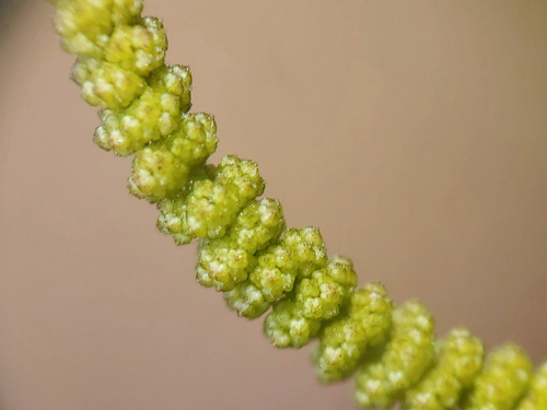 Puerto Rico copperleaf (Acalypha portoricensis)