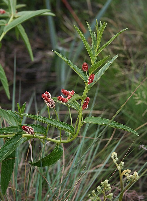 Sticky brooms and brushes: Acalypha punctata , Wolfsmilchgewächse (Euphorbiaceae) – Südafrika/South Africa: KwaZulu-Natal, Drakensberge, Royal Natal National Park, NE Thendele Camp, ca. 1