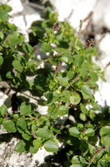 Acalypha pygmaea (Acalypha pygmaea)