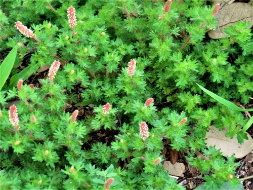 Cardinal's feather (Acalypha radians)
