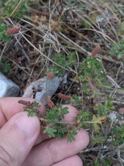 Cardinal's feather (Acalypha radians)