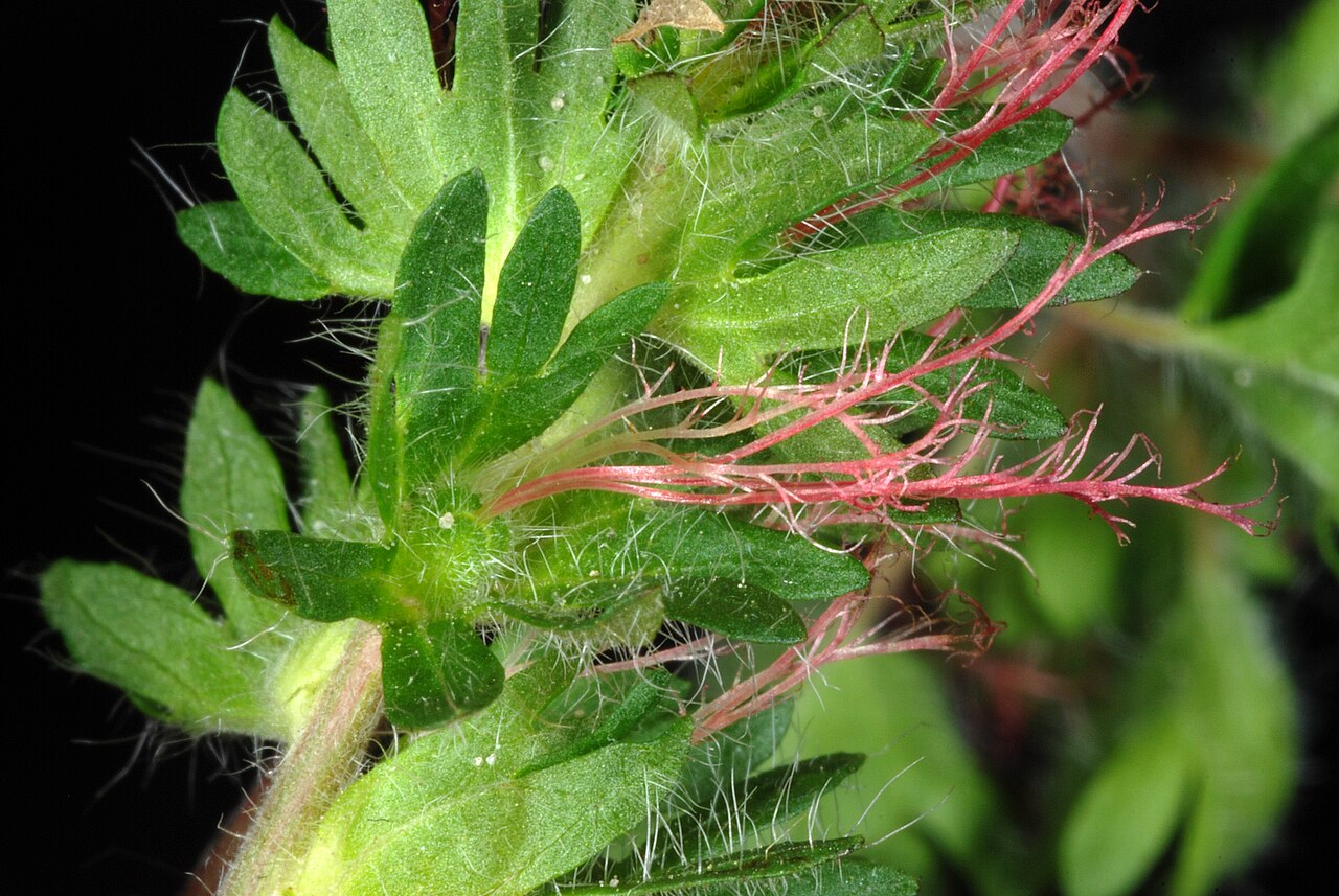 Cardinal's feather: Acalypha radians