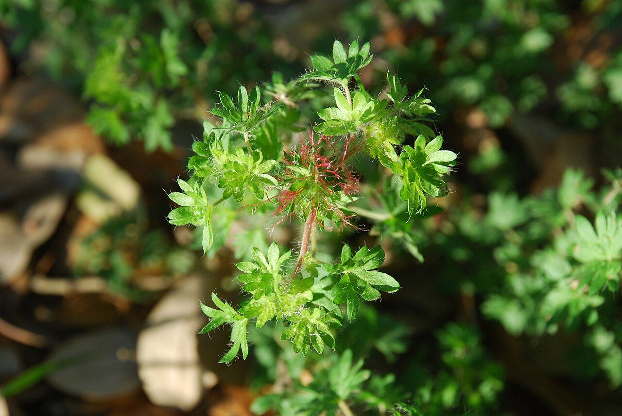Cardinal's feather: Acalypha radians